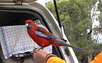 27-Friendly Rosella greets us at Lake Bellfield